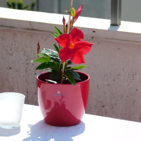 Abram Apartman Ičići